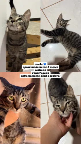 adoção gatos