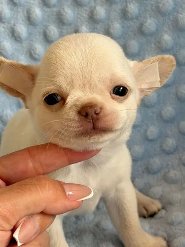 Chihuahua macho branco. Temperamento maravilhoso! 