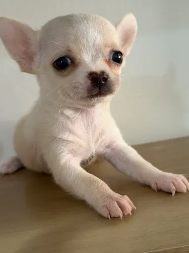 chihuahua Macho, Temperamento indiscutível, Um lord!