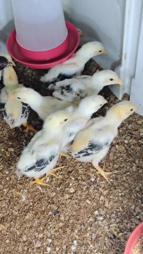 Vende-se um lote com 9 pintinhos da raça Moura com 15 dias r$ 300 individual r$ 50