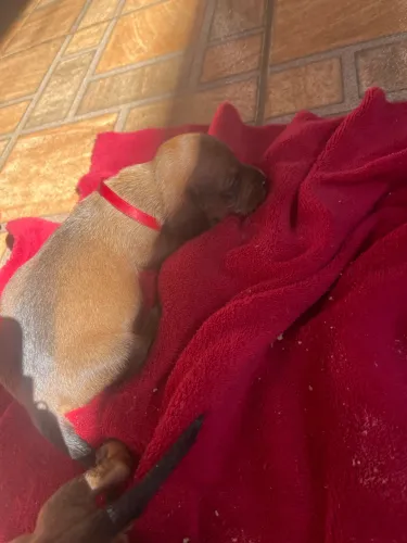 Filhotes de basset teckel