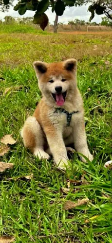 VENDO FILHOTES DE AKITA INU