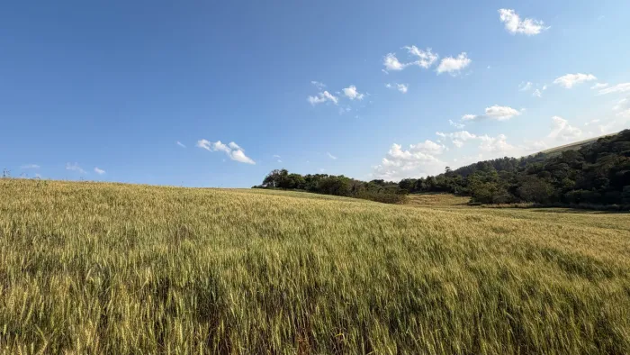 Sítio 10,5 Alqueires - Terra Roxa - 23 km de Campo Mourão
