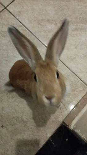 Coelho