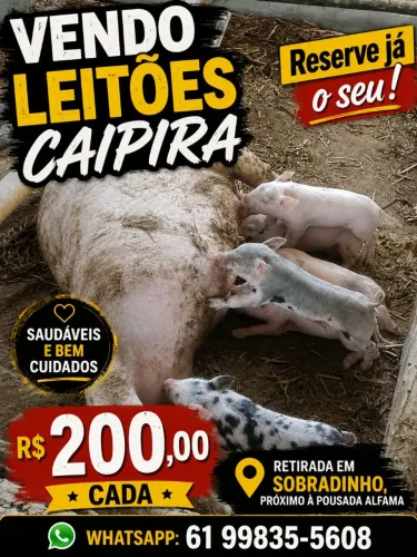 Venda de leitões caipira