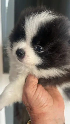 Spitz Alemão de Elite: Pedigree, Vacina V10 Importada e Contrato LIndos Filhotes