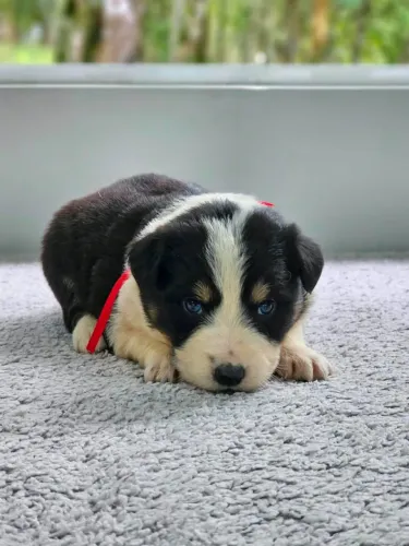 Border Collie | Em até 12x sem juros