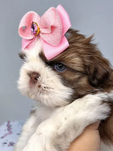 Shih tzu Fêmea 
