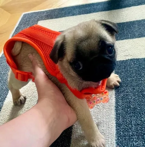 Filhote Pug, Nada como um filhotinho para completar sua família!