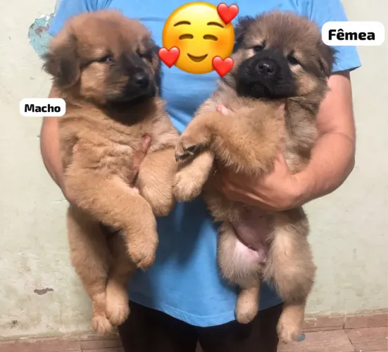 Chow chow 