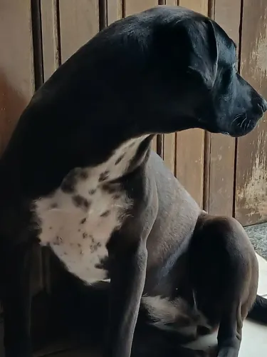 BANDOG FEMEA $300