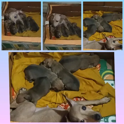 Estou vendendo filhotes de pinche eles são número um 