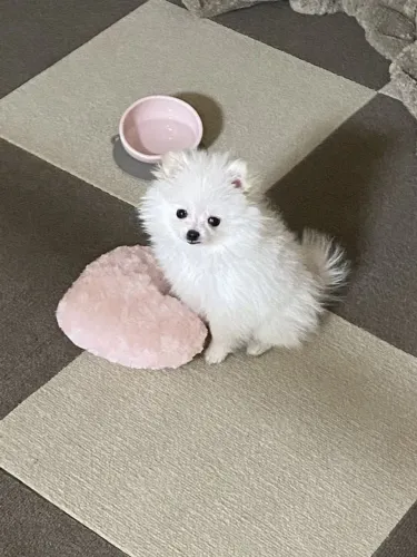 Lulu da Pomerânia simplesmente perfeito