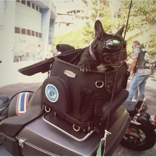 Bolsa Transporte Cachorro Na Moto - Kuryakyn Pet Carrier