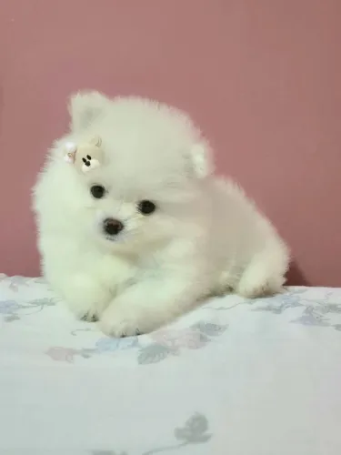 Fêmea branca neve Lulu da pomerânia anão filhote