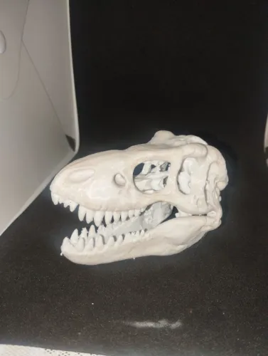 Crânio de dinossauro (10 cm )