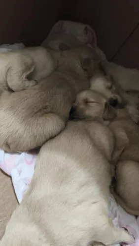 Ninhada Especial de Golden Retriever