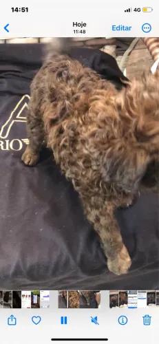 Poodle toy fêmea 1,200,00