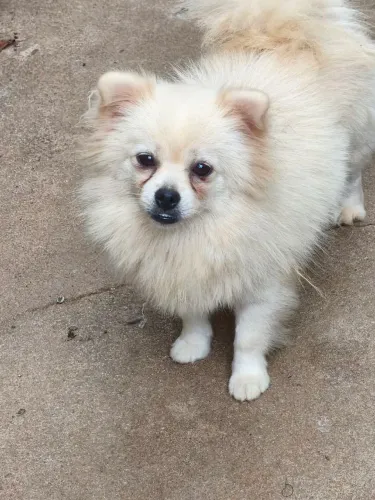 Spitz alemão fêmea com 1 ano.
