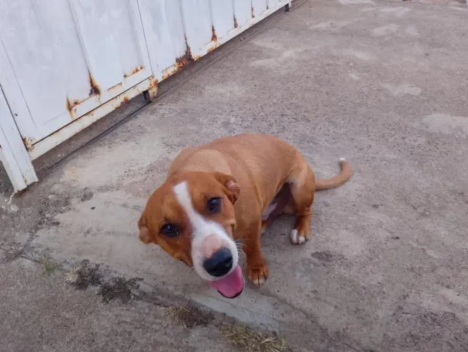 Cachorro pequeno porte doação