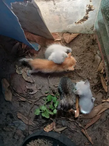 Doação gatinho
