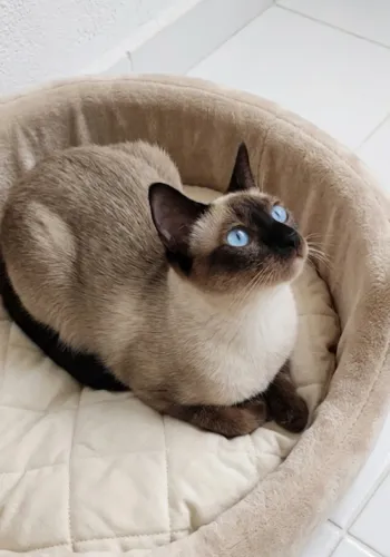 Gatinha siamesa adoção responsável