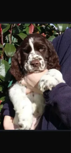 Filhotes de Cocker Spaniel com pedigree 