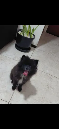 Cachorro 