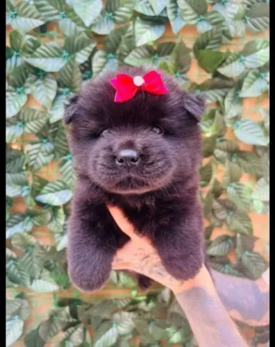 Filhote de Chow Chow o ursinho mais charmoso das quatro patas