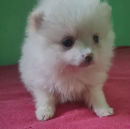 Lulu da Pomerania anão fêmea 