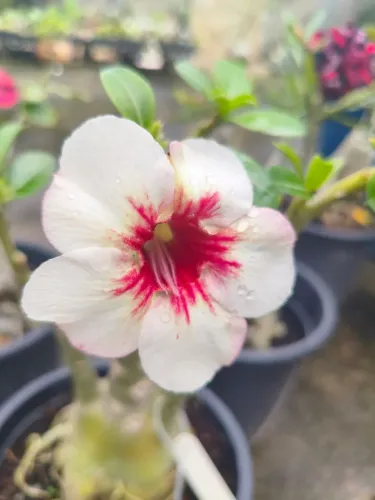 Rosa do deserto 