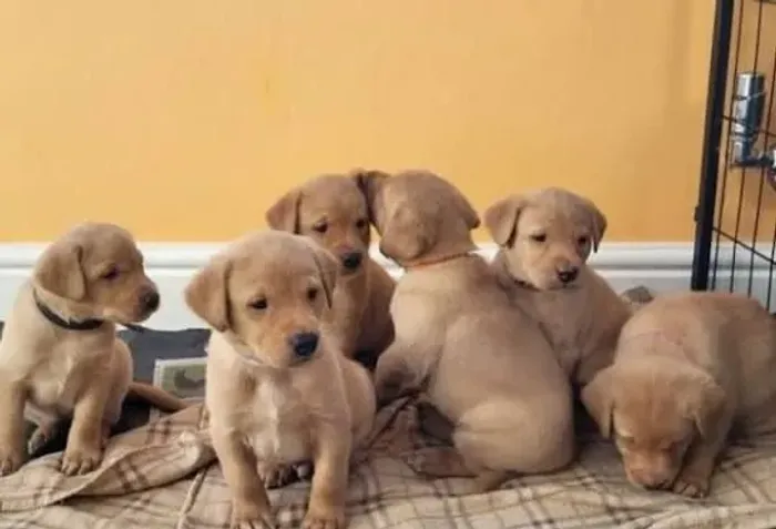 doação labrador filhote 