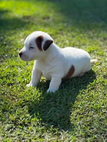 Filhote de Jack Russel disponível 