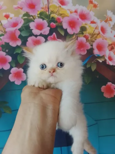 Filhotes de Gato Persa Lindos com Pedigree e exame