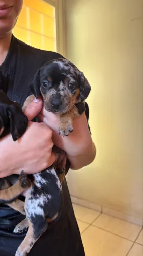 Lindos Filhotes de dachshund