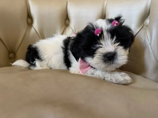 Filhotinha da Raça Shih Tzu