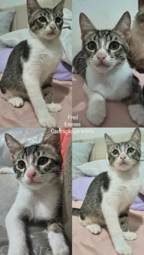 Gatinhos para adoção 