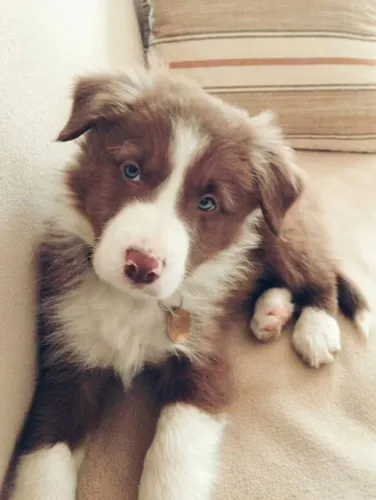 Filhote border collie, Leve para casa uma explosão de alegria e companheirismo!