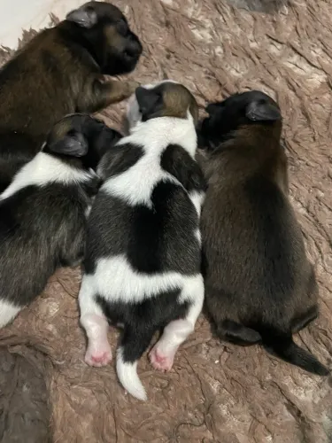 Vende-se filhotes de Shih Tzu Puro!