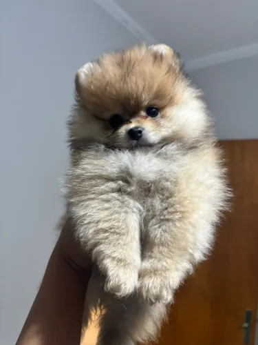 Lulu da Pomerania-Spitz fêmea 
