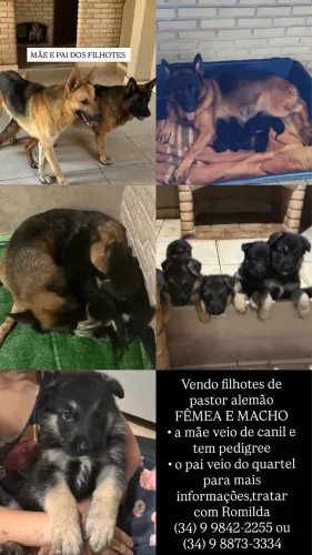 Vende-se filhotes de pastor alemão. Pai é do canil a mãe tem pedigree.