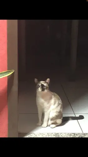 Doação gatinha