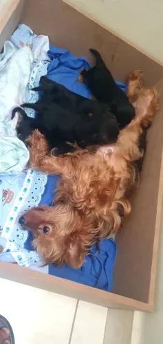 YORKSHIRE TERRIER 