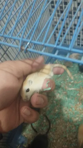 Vendo filhotes de Esquilo da Mongólia