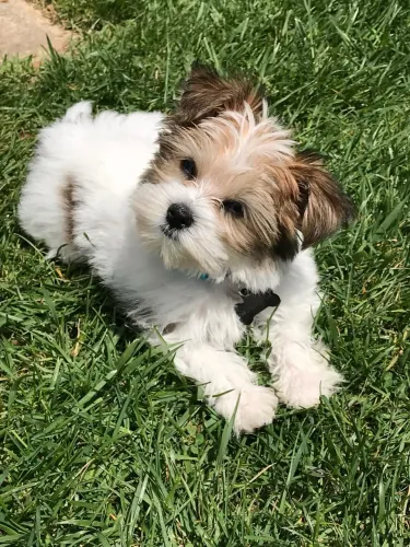 Lhasa Apso 4 patas de muito amor raça pura macho
