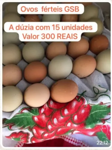 ovos gsb da baixa grande Bahia
