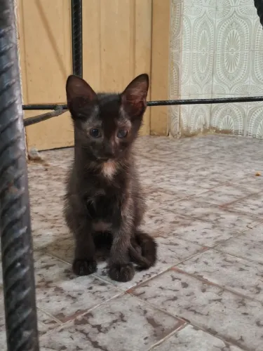 DOAÇÃO DE GATOS