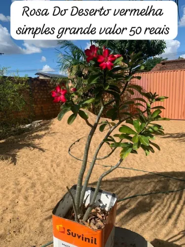 Venda de rosas do deserto
