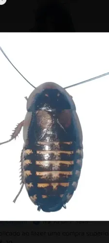 Baratas dubias