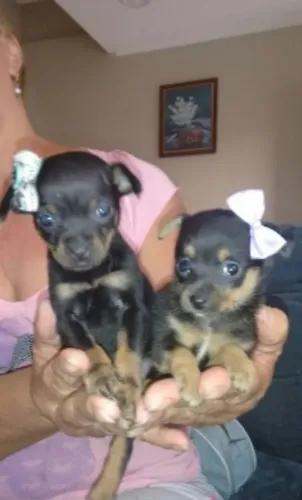 Pinscher zero disponível
